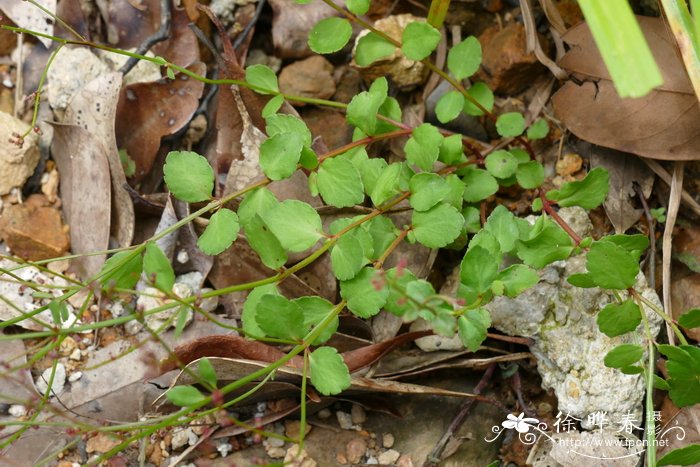 小二仙草Gonocarpus micranthus