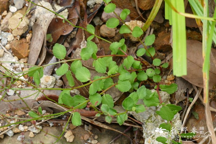小二仙草Gonocarpus micranthus
