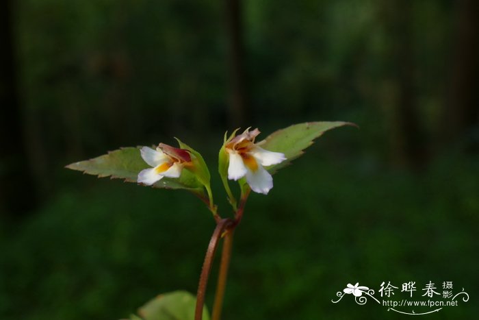 二花蝴蝶草Torenia biniflora