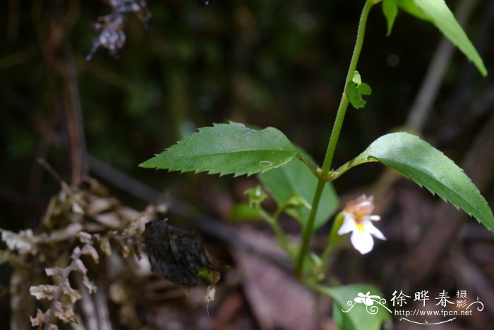 二花蝴蝶草Torenia biniflora