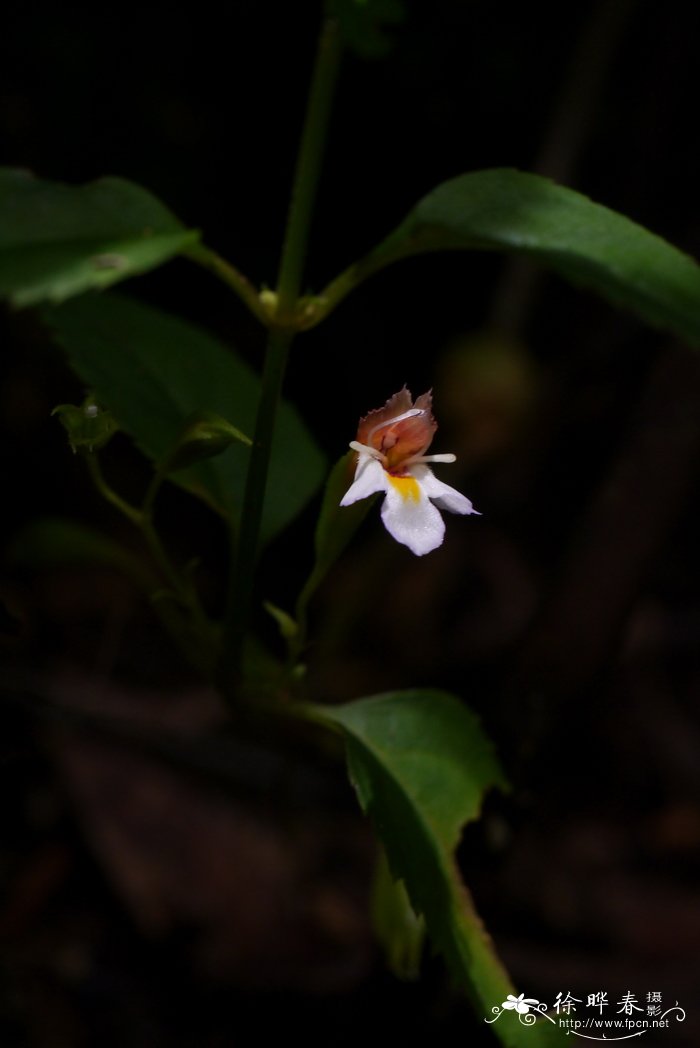 二花蝴蝶草Torenia biniflora