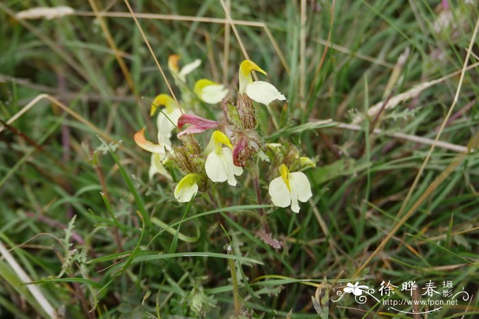 阿拉善马先蒿Pedicularis alaschanica