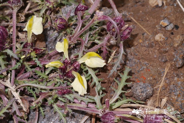 阿拉善马先蒿Pedicularis alaschanica