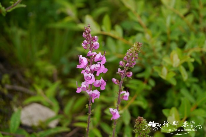 扭盔马先蒿Pedicularis davidii