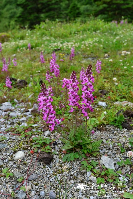 扭盔马先蒿Pedicularis davidii