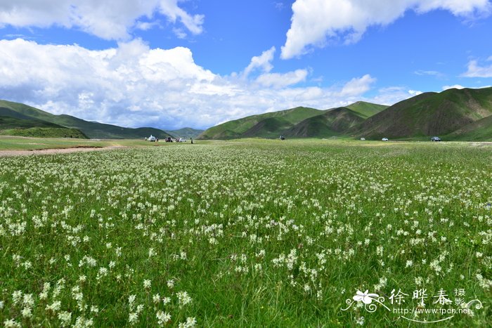 鸭首马先蒿Pedicularis anas