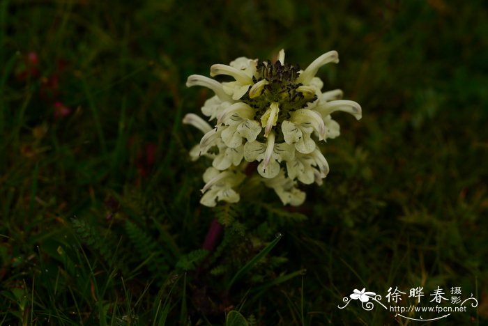 鸭首马先蒿Pedicularis anas