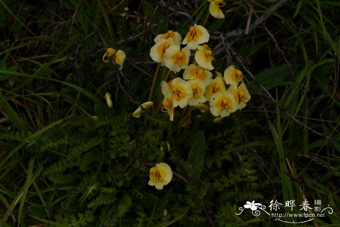 刺齿马先蒿Pedicularis armata