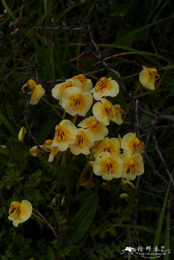 刺齿马先蒿Pedicularis armata