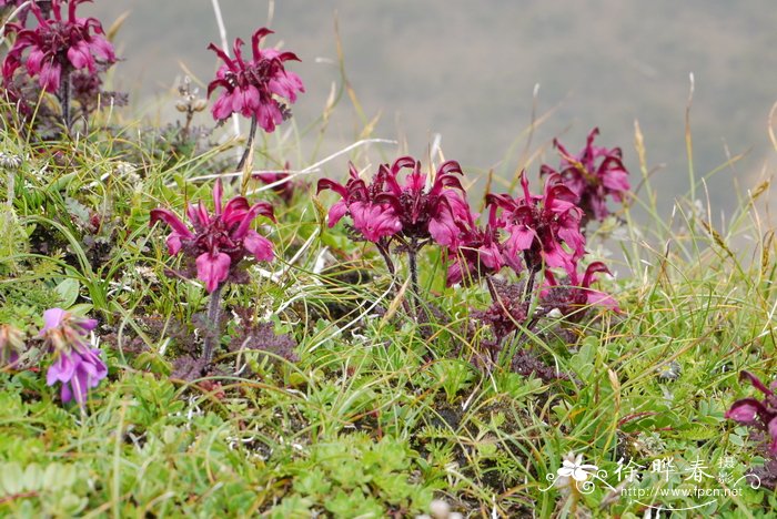 鹅首马先蒿 Pedicularis chenocephala