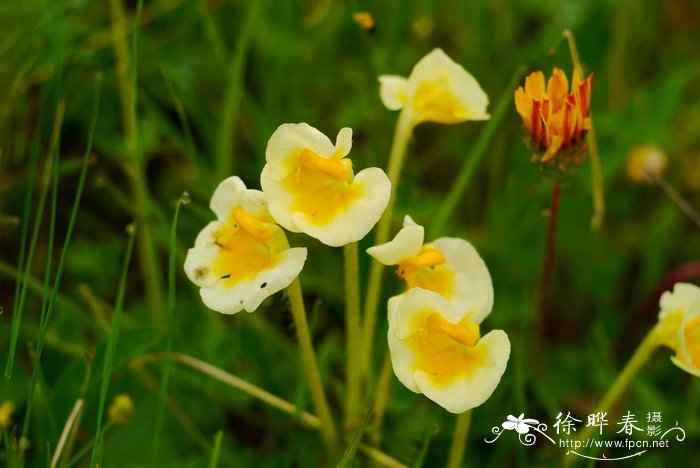 凸额马先蒿Pedicularis cranolopha