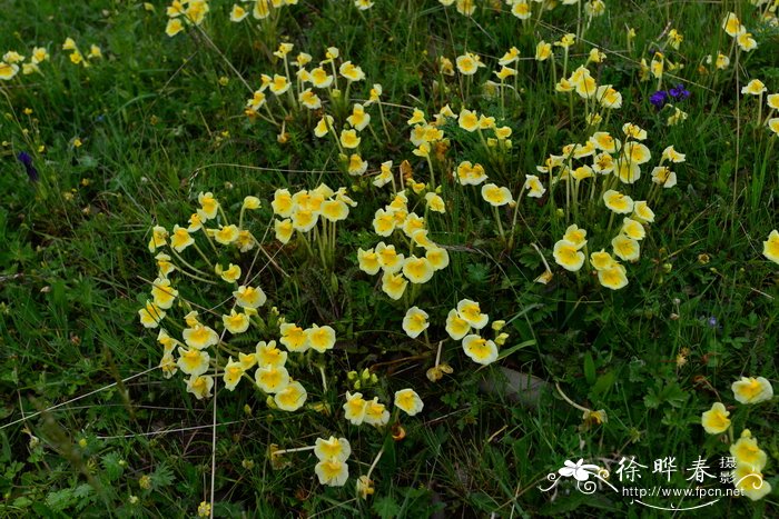 凸额马先蒿Pedicularis cranolopha