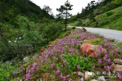 扭盔马先蒿Pedicularis davidii