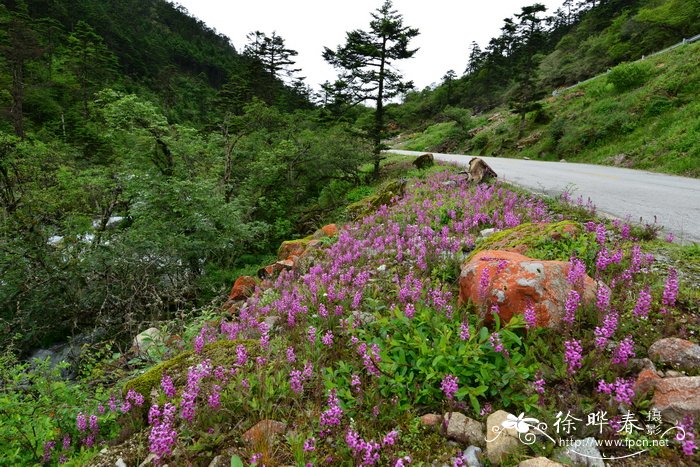 扭盔马先蒿Pedicularis davidii