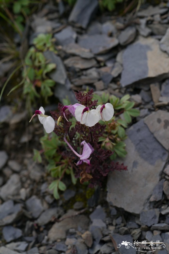 二歧马先蒿Pedicularis dichotoma