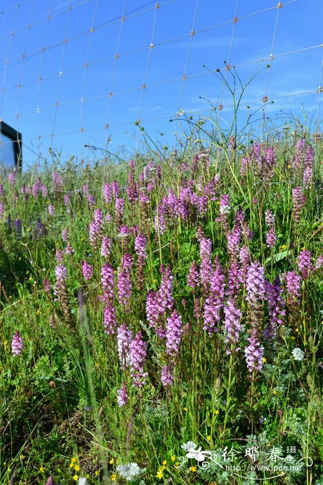 甘肃马先蒿 Pedicularis kansuensis