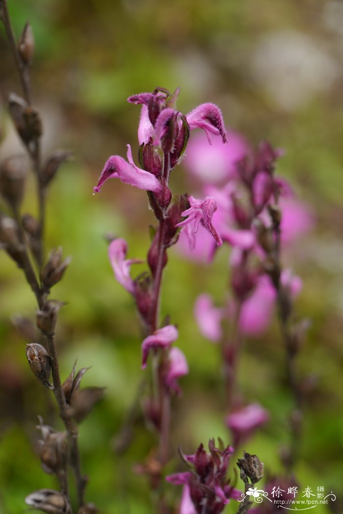 绒舌马先蒿Pedicularis lachnoglossa