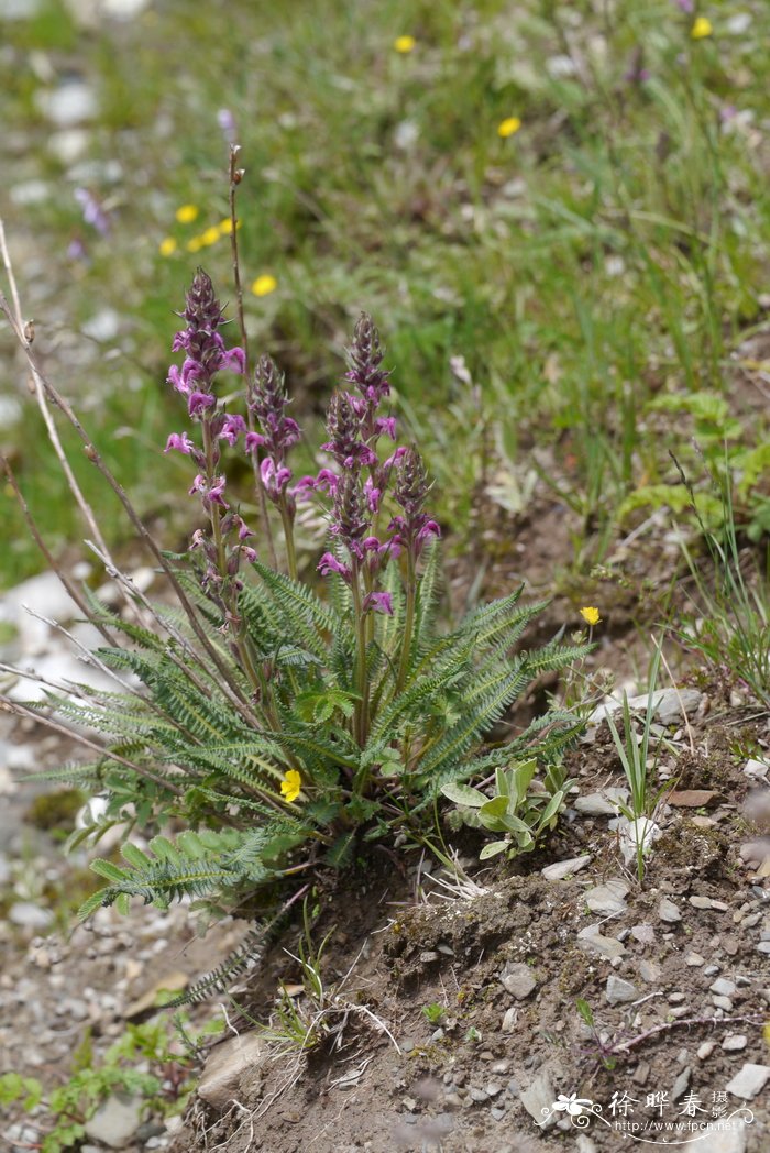 绒舌马先蒿Pedicularis lachnoglossa