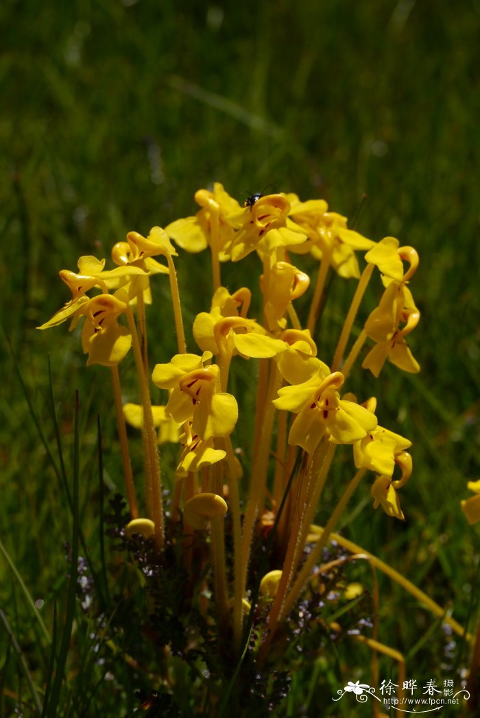 长花马先蒿Pedicularis longiflora