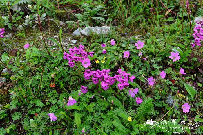 刺冠谬氏马先蒿Pedicularis mussotii var. lophocentra