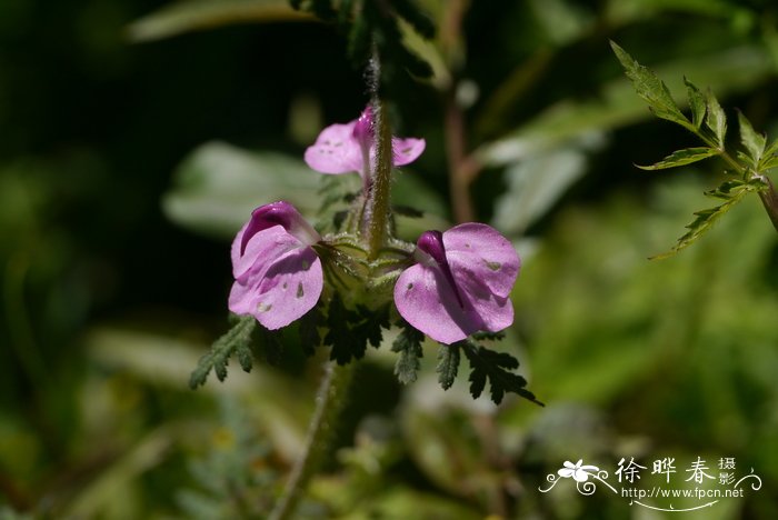 普氏马先蒿Pedicularis przewalskii