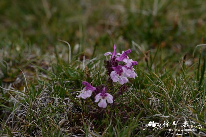 侏儒马先蒿Pedicularis pygmaea