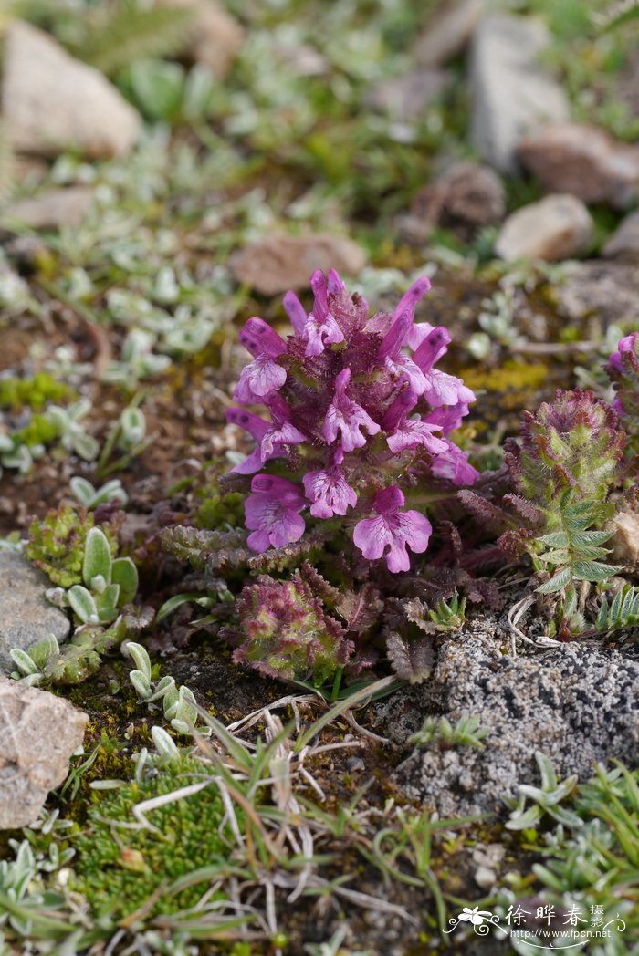 侏儒马先蒿Pedicularis pygmaea