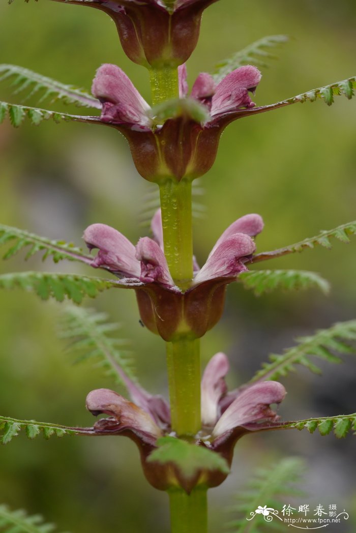 大王马先蒿Pedicularis rex