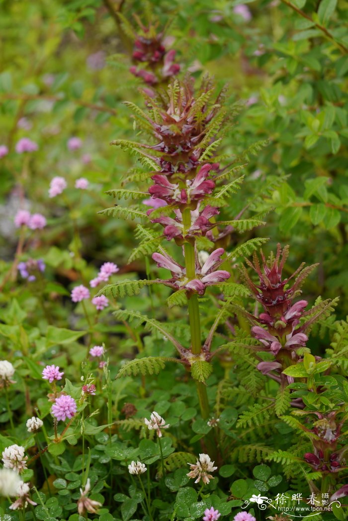 大王马先蒿Pedicularis rex