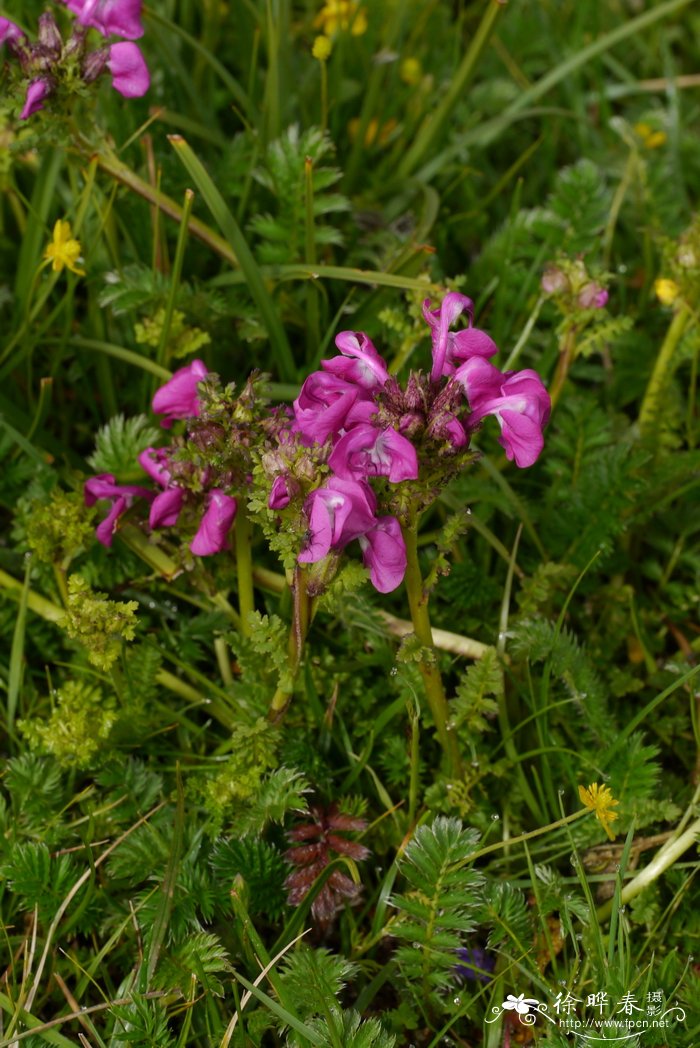 拟鼻花马先蒿Pedicularis rhinanthoides