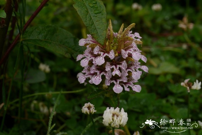 狭盔马先蒿Pedicularis stenocorys