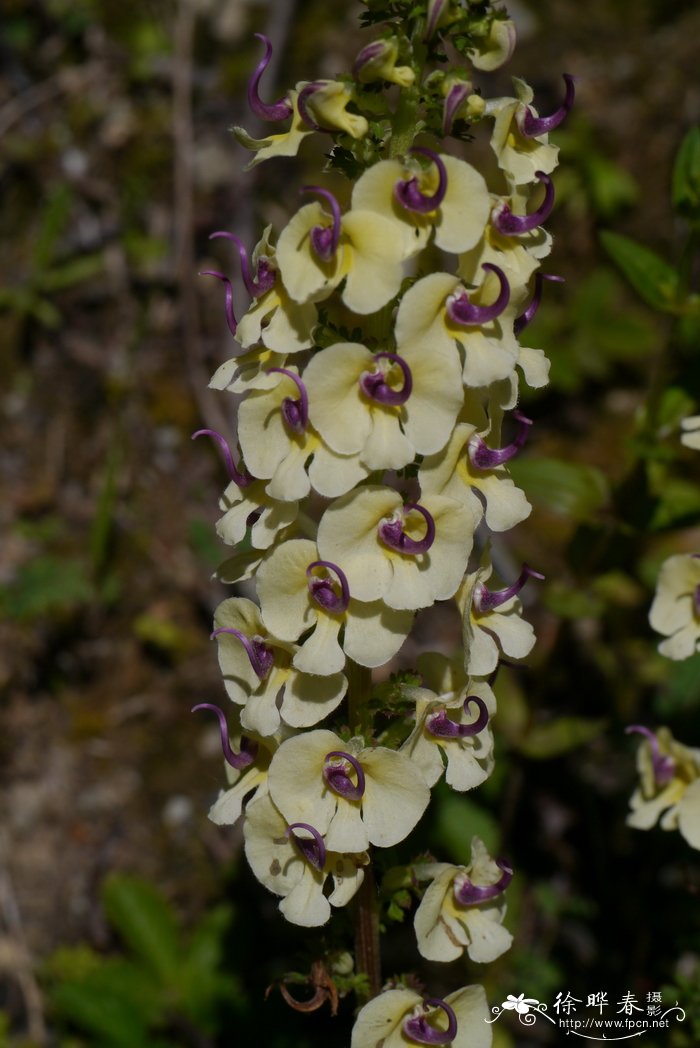 扭旋马先蒿Pedicularis torta