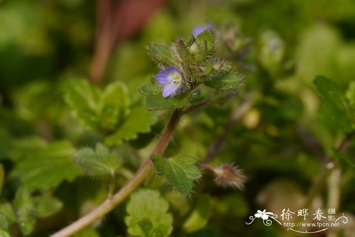 睫毛婆婆纳Veronica hederaefolia