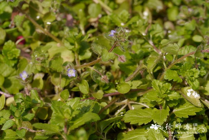 睫毛婆婆纳Veronica hederaefolia