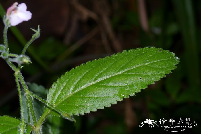 红骨母草Lindernia mollis