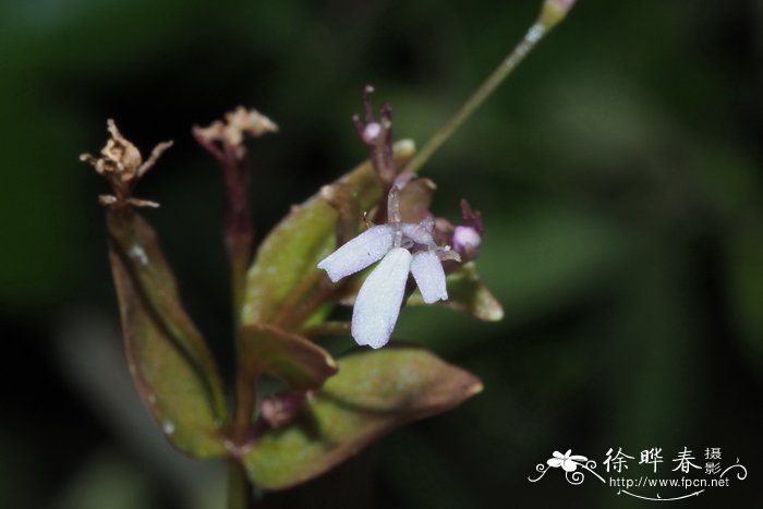 陌上菜Lindernia procumbens