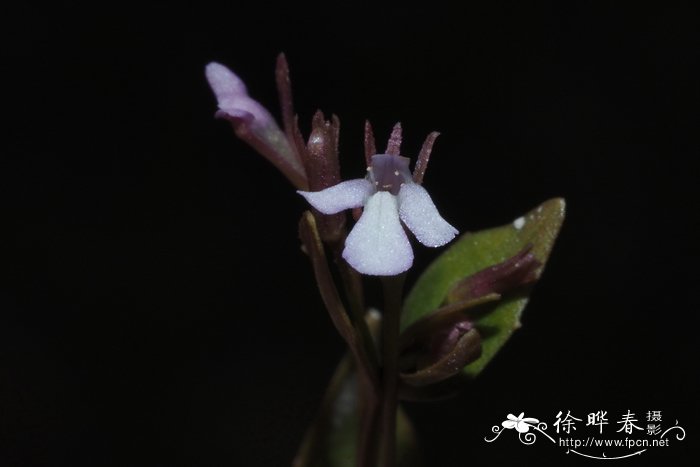 陌上菜Lindernia procumbens