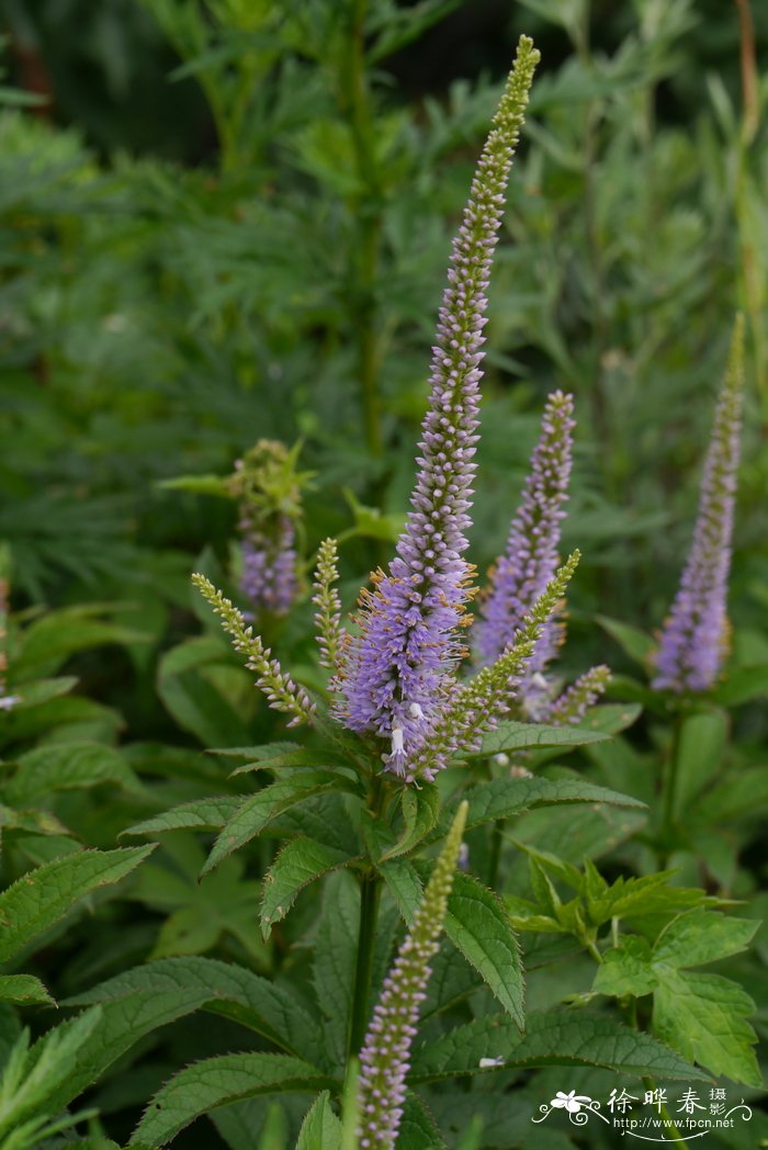 轮叶婆婆纳Pseudolysimachion spurium