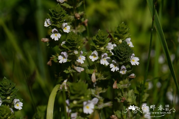 小米草Euphrasia pectinata