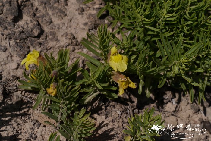 蒙古芯芭Cymbaria mongolica