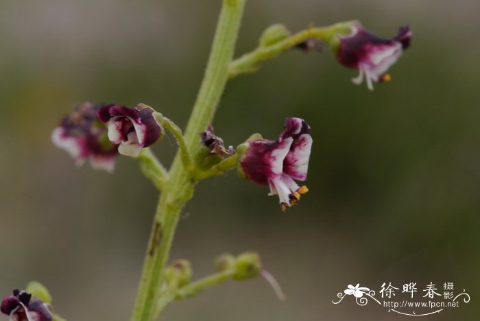 砾玄参Scrophularia incisa