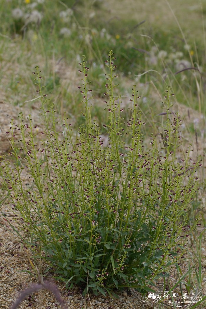 砾玄参Scrophularia incisa