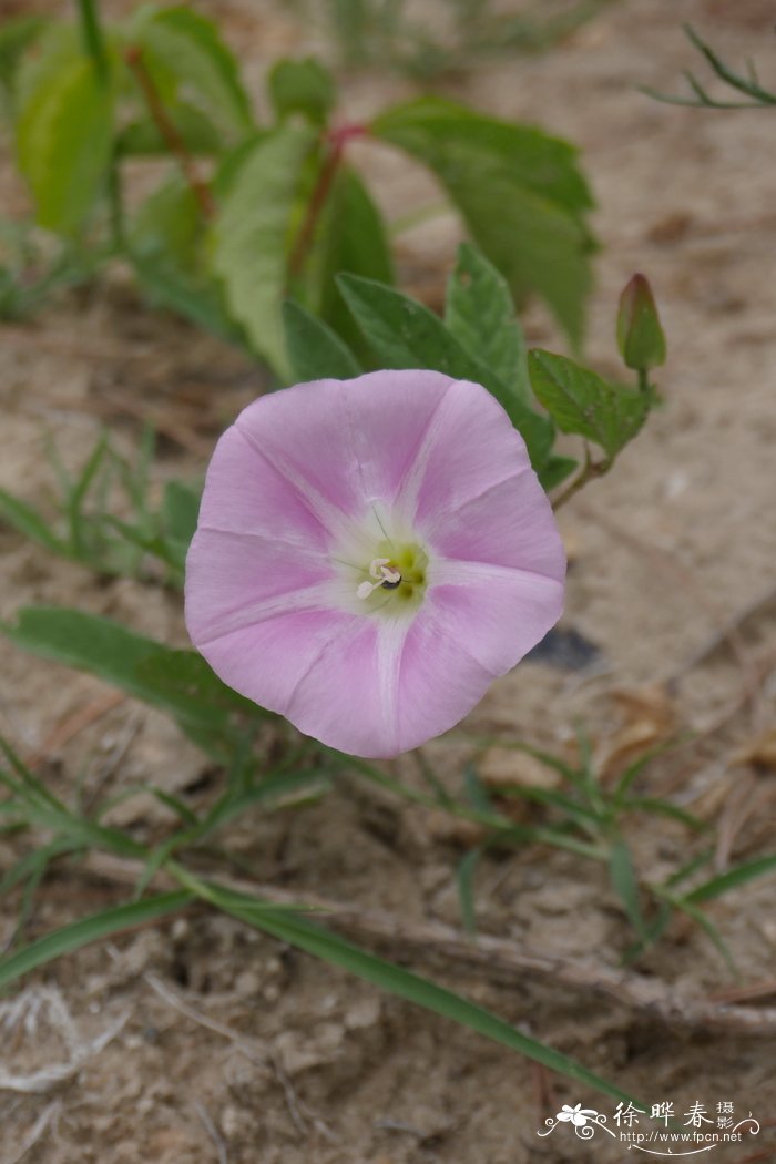 旋花 Calystegia sepium