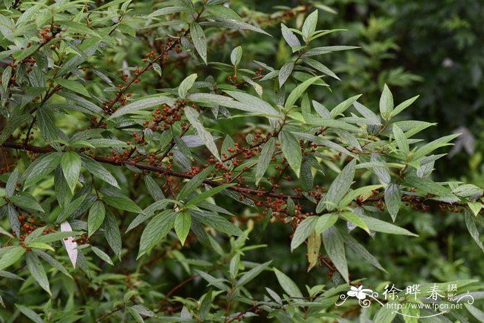 水麻Debregeasia orientalis