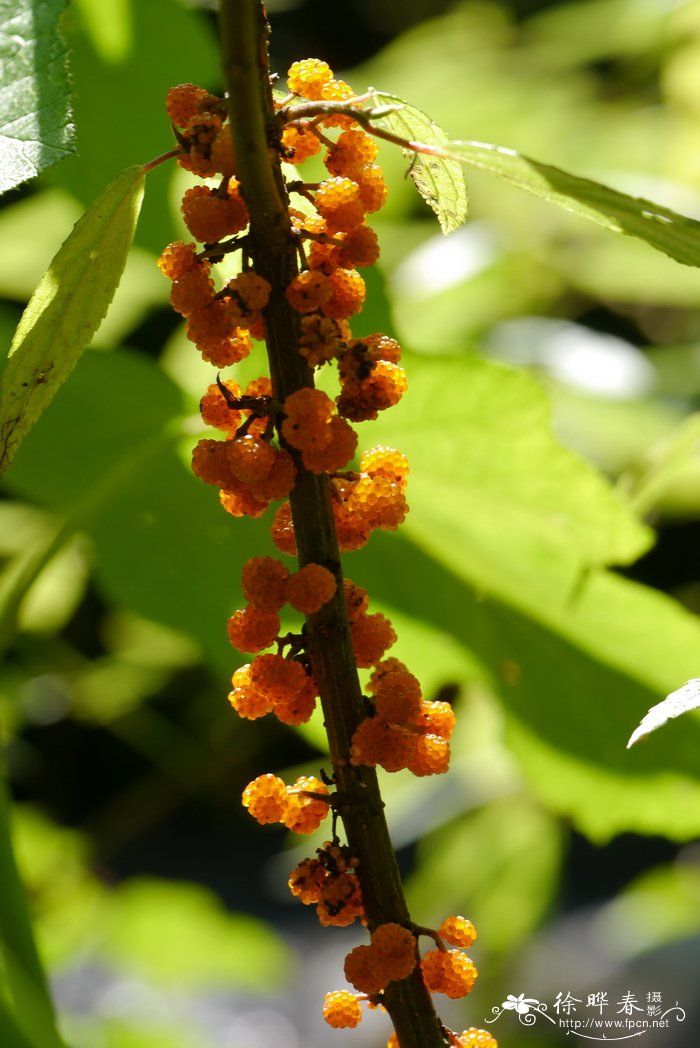 水麻Debregeasia orientalis
