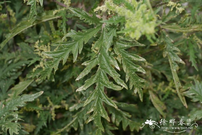 麻叶荨麻 urtica cannabi