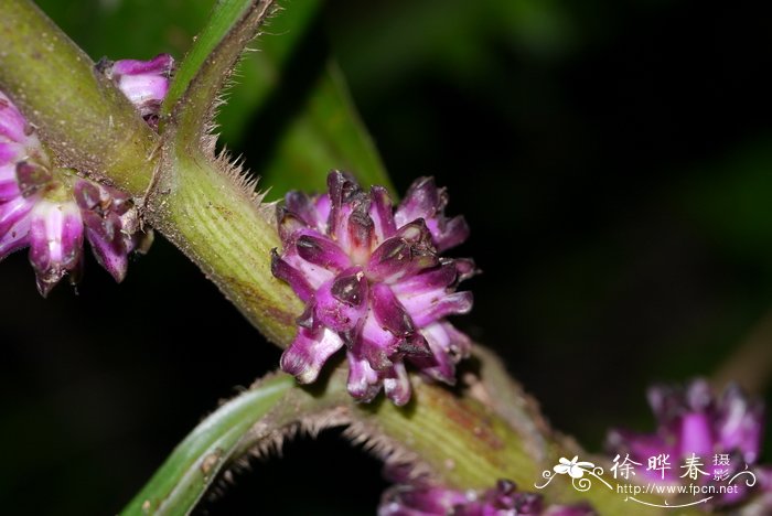 穿鞘花Amischotolype hispida