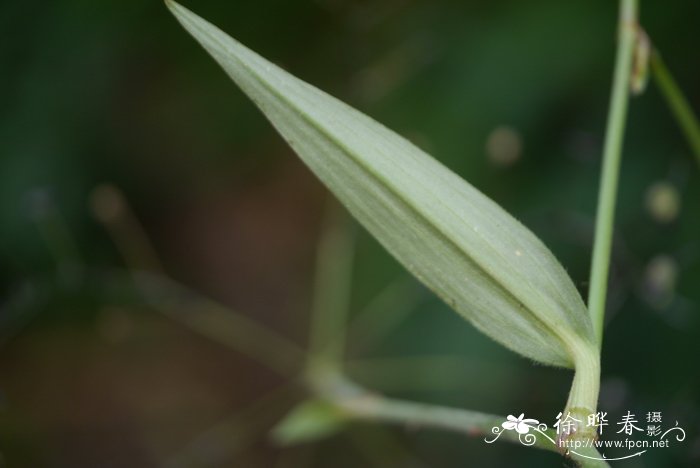 钩毛子草rhopalephora scaberrima