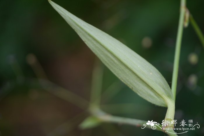 钩毛子草Rhopalephora scaberrima