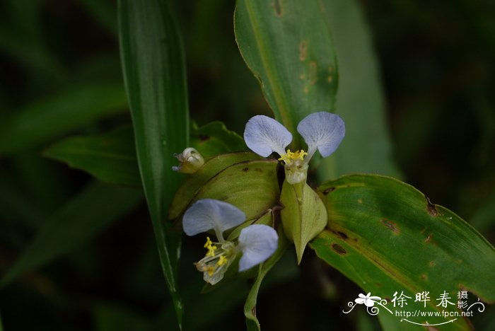 大苞鸭跖草Commelina paludosa